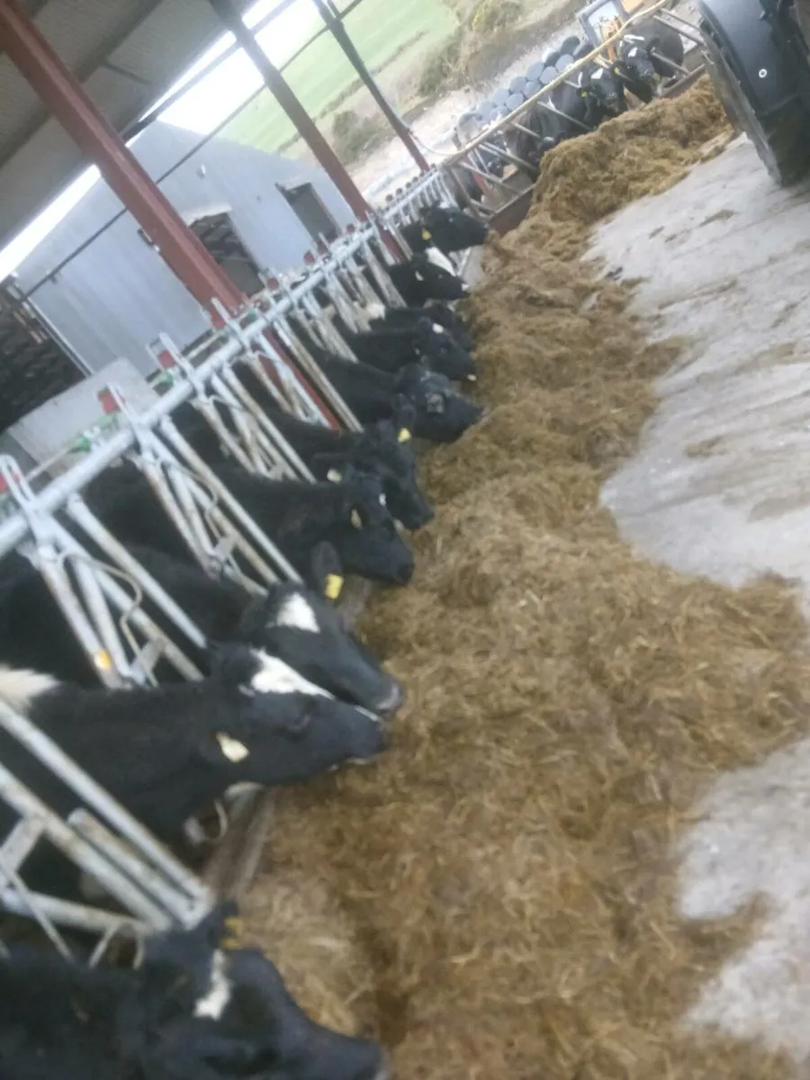 Silage bales - Image 3