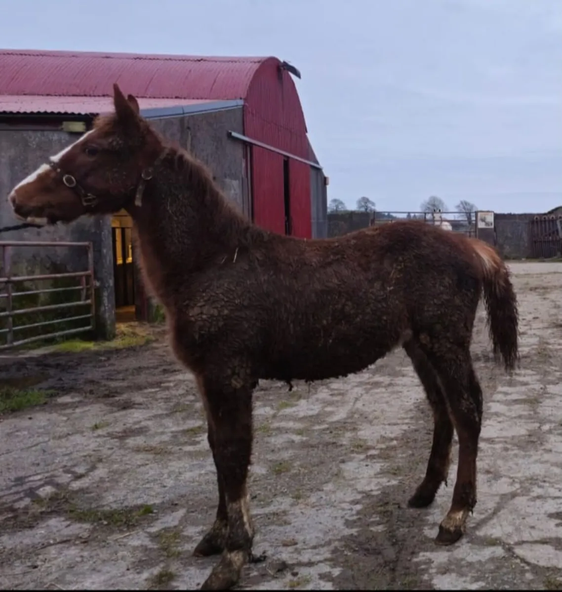 Colt foal - Image 1
