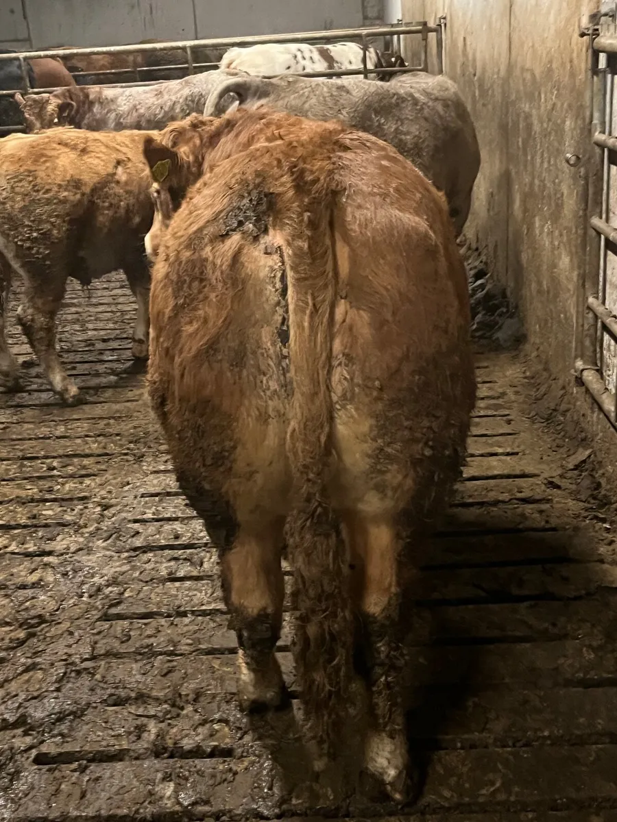 PB Limousin Bull - Image 3