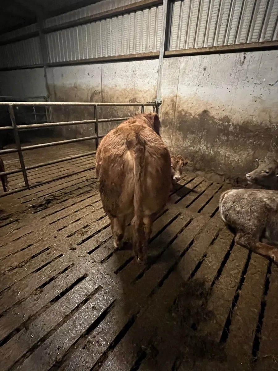 PB Limousin Bull - Image 4