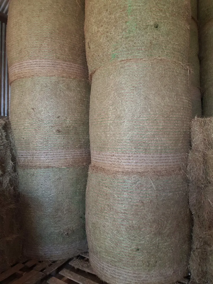 Square bales of hay - Image 2