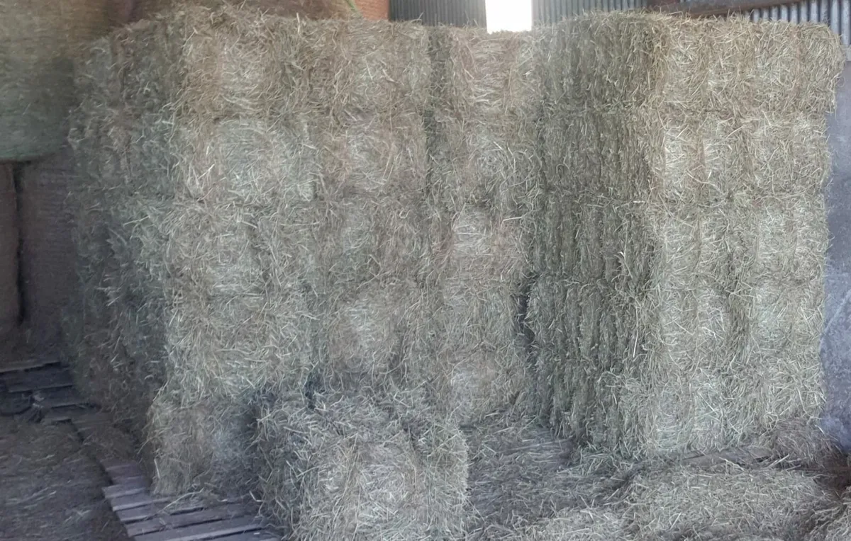 Square bales of hay - Image 3