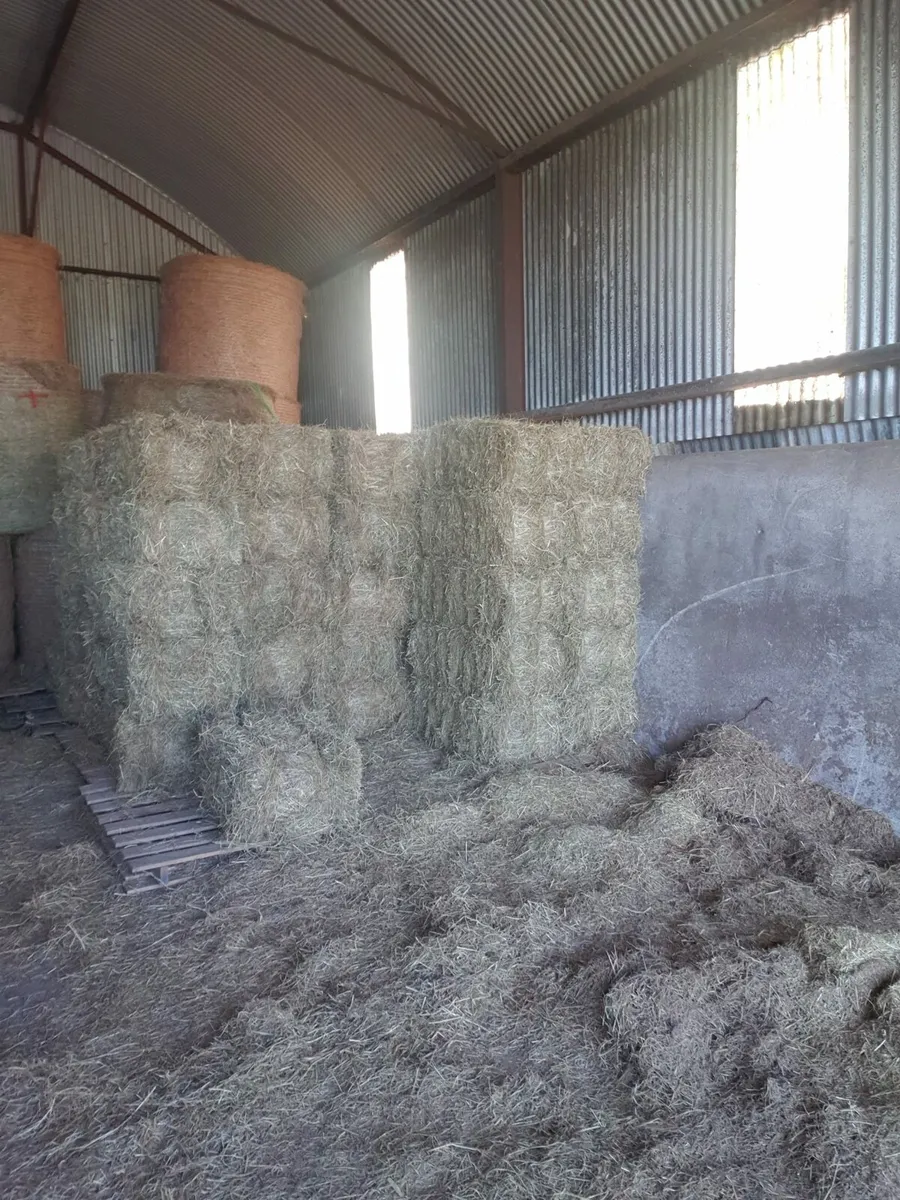 Square bales of hay - Image 1