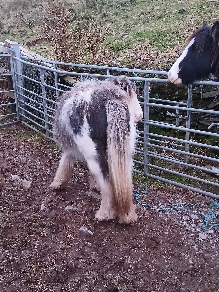 2yo gelding to make lovely child's pony - Image 1