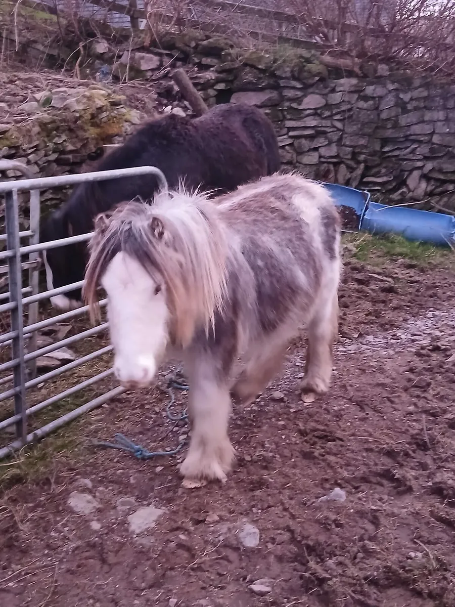 2yo gelding to make lovely child's pony - Image 2