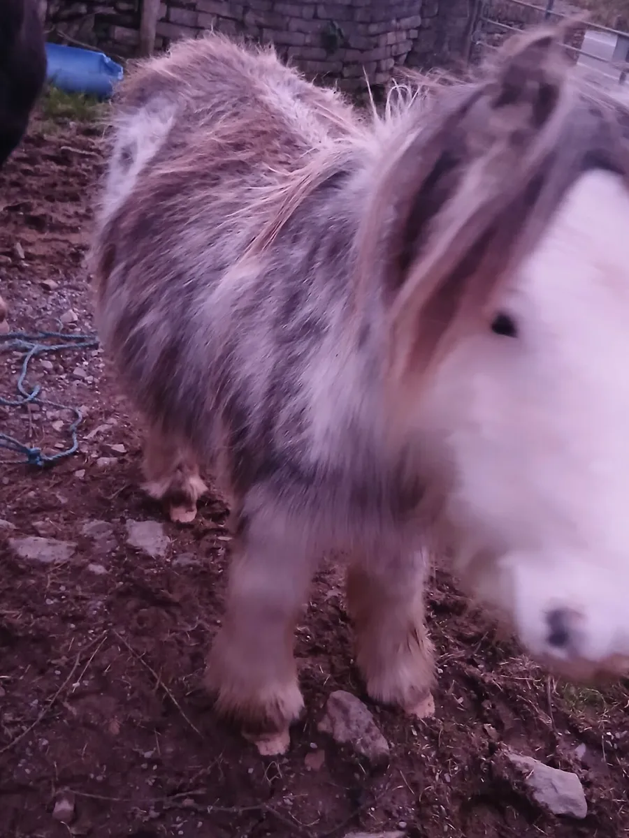 2yo gelding to make lovely child's pony - Image 4