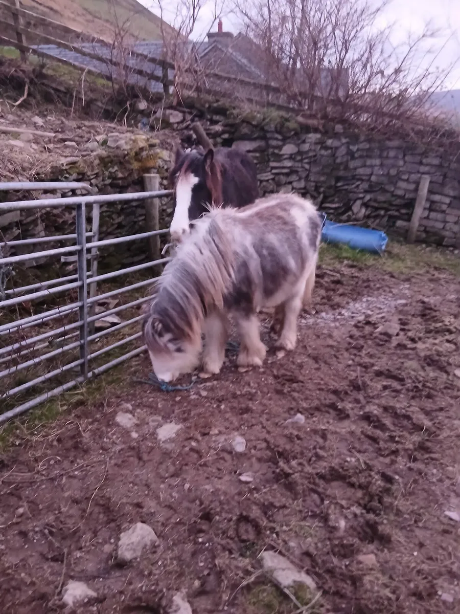 2yo gelding to make lovely child's pony - Image 3