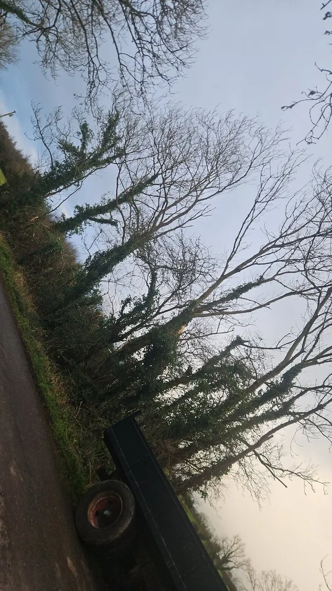 DIGGER HIRE/ TREE SHEARS - Image 2