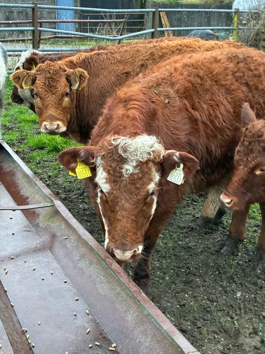 7 SUPER QUALITY CONT HEIFER WEANLINGS - Image 2