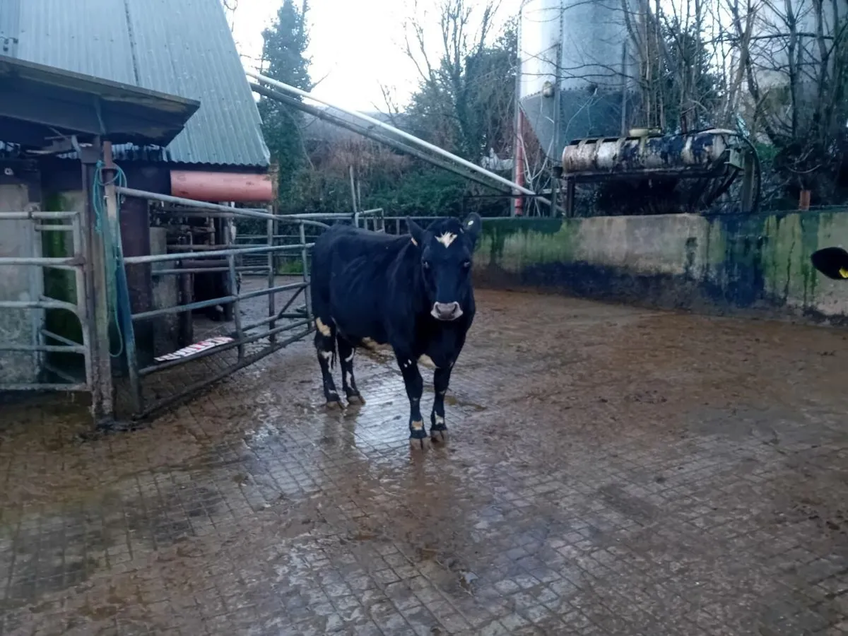 Incalf dairy heifier - Image 2
