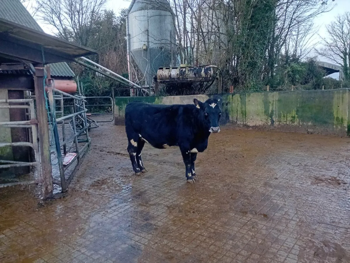 Incalf dairy heifier - Image 3