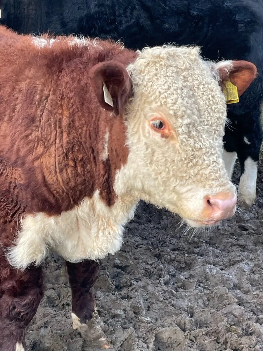 GET READY FOR SPRING - Pedigree Hereford bulls - Image 1