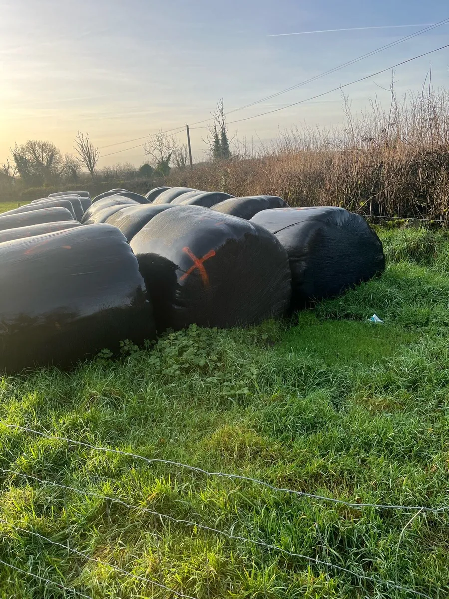 Top quality silage - Image 1