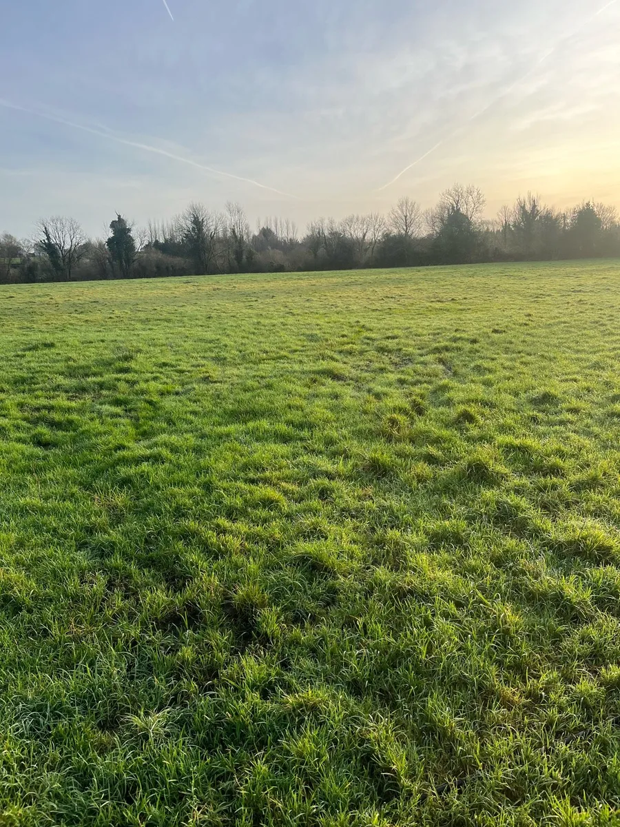 Top quality silage - Image 2