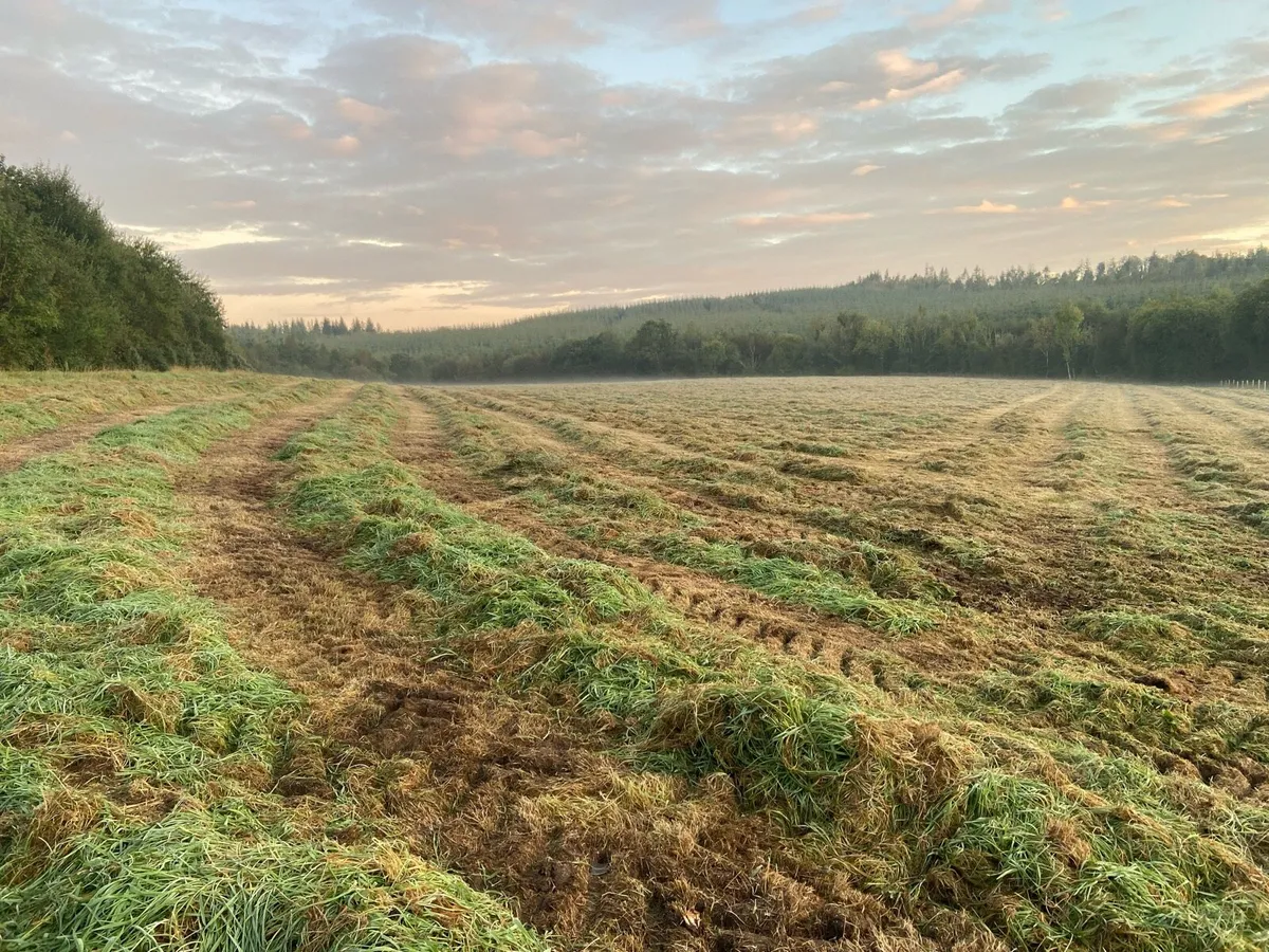 45/50 bales …. - Image 1