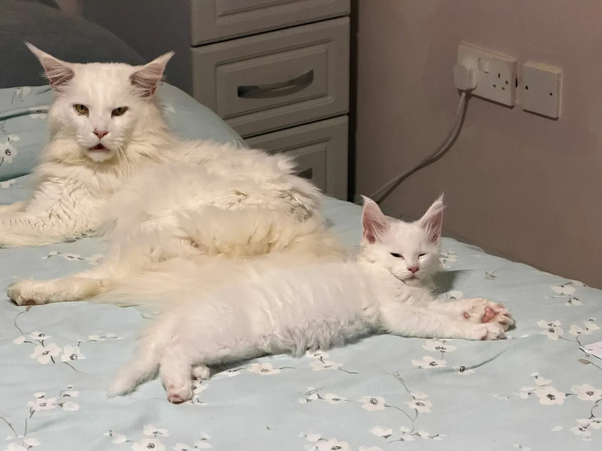 Maine Coon kittens - Image 3