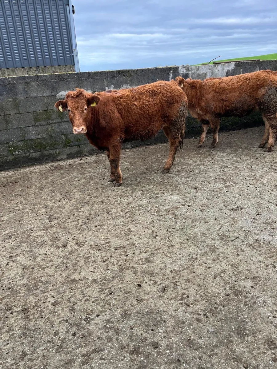 Pedigree Limousin Heifers - Image 4