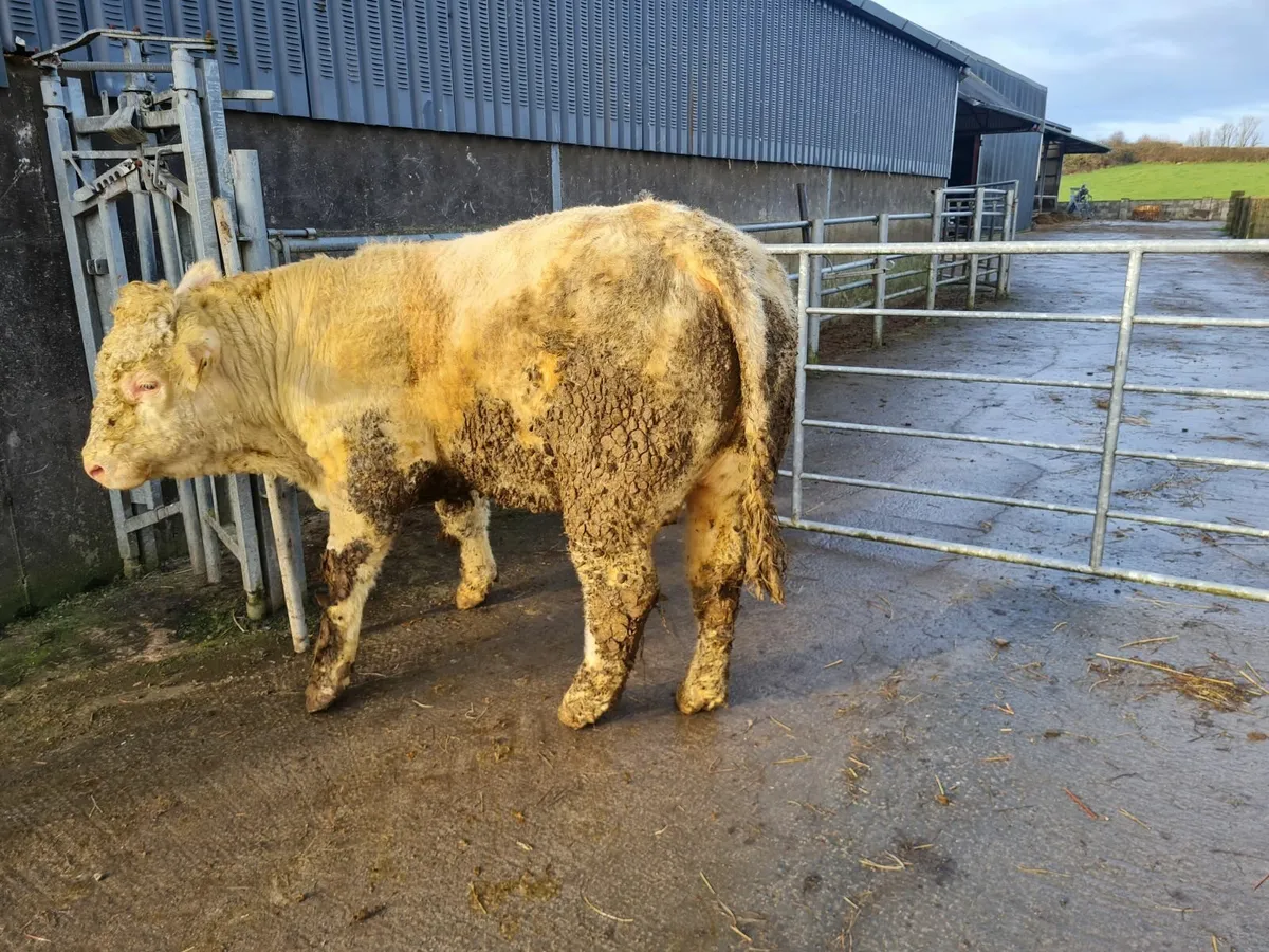 Charolais bull (5star) - Image 4