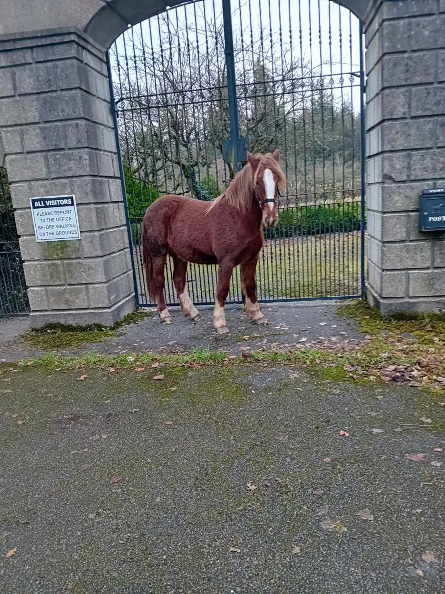 Cracking filly - Image 4