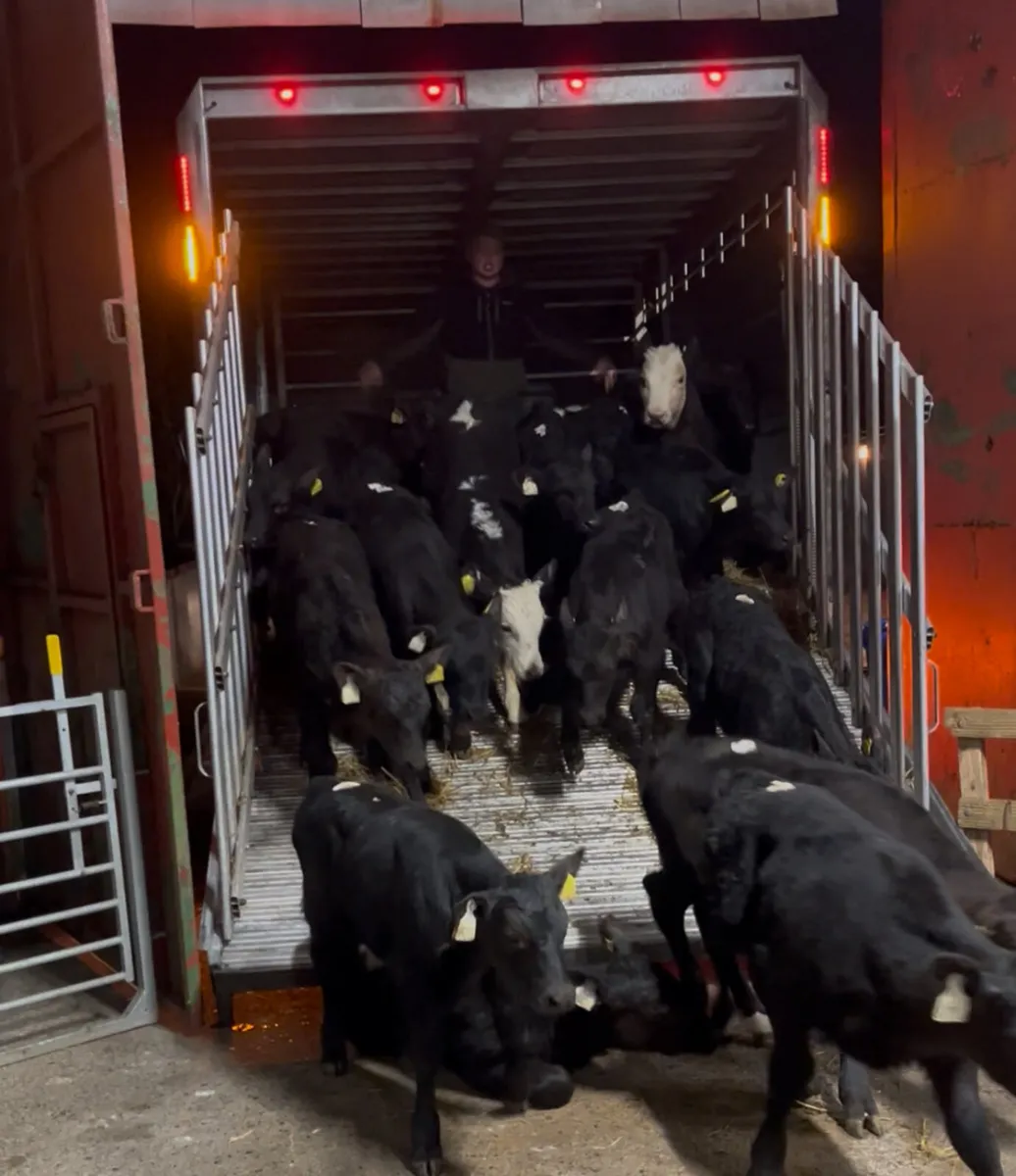 2026 Calf Season @ Parkmore Calf Farm - Image 1