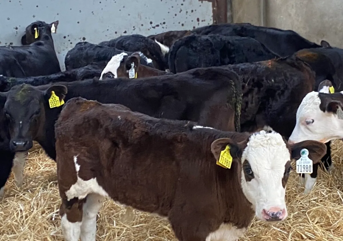 Calves & Reared Calves For Sale - Image 1
