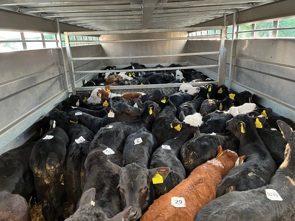 Calves For Sale - Image 1