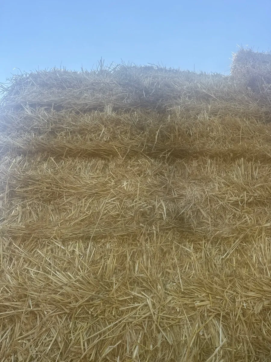Cheap discounted Spring barley straw and hay - Image 1