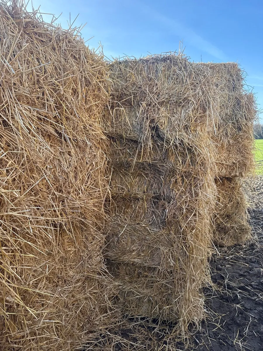 Cheap discounted Spring barley straw and hay - Image 2