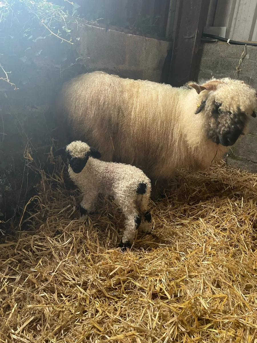 Valais Blacknose