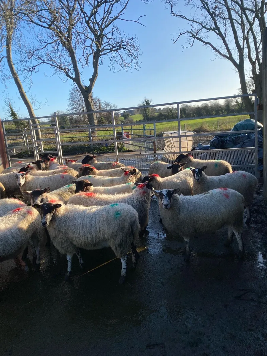 2 year olds - Image 3