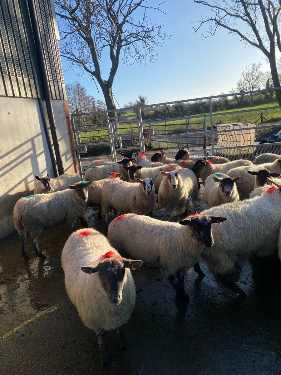 2 year olds - Image 4