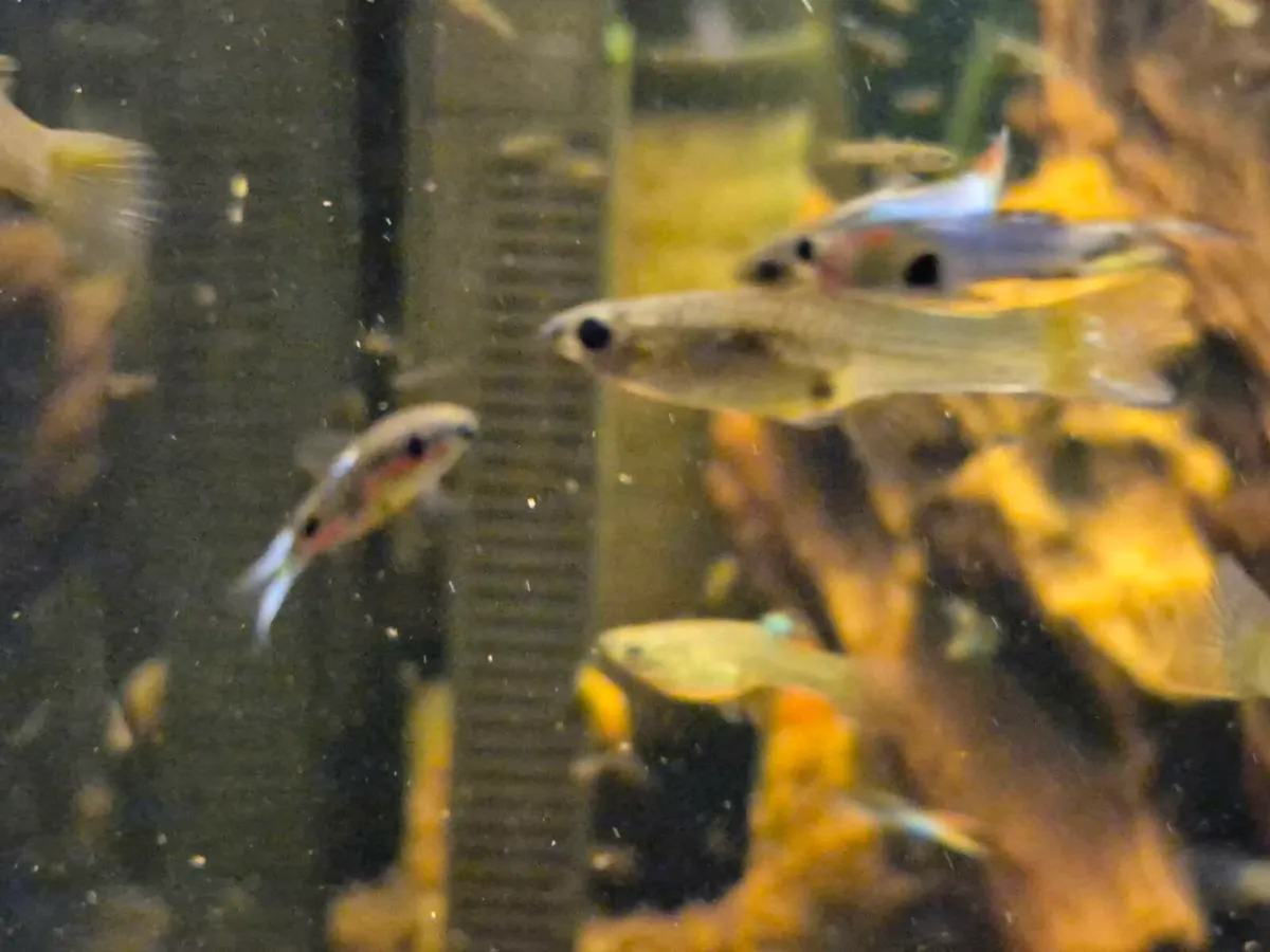 Endler Guppies - Image 4