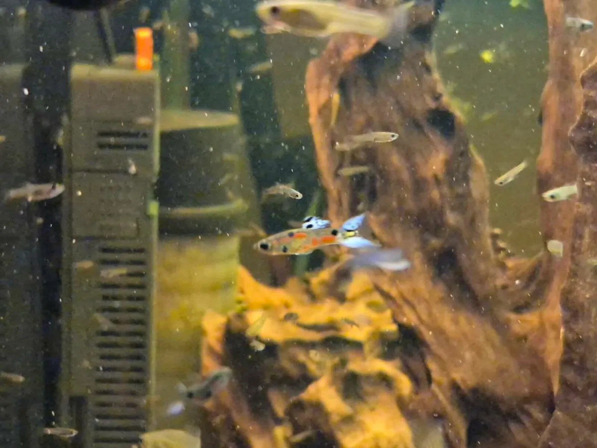 Endler Guppies - Image 1