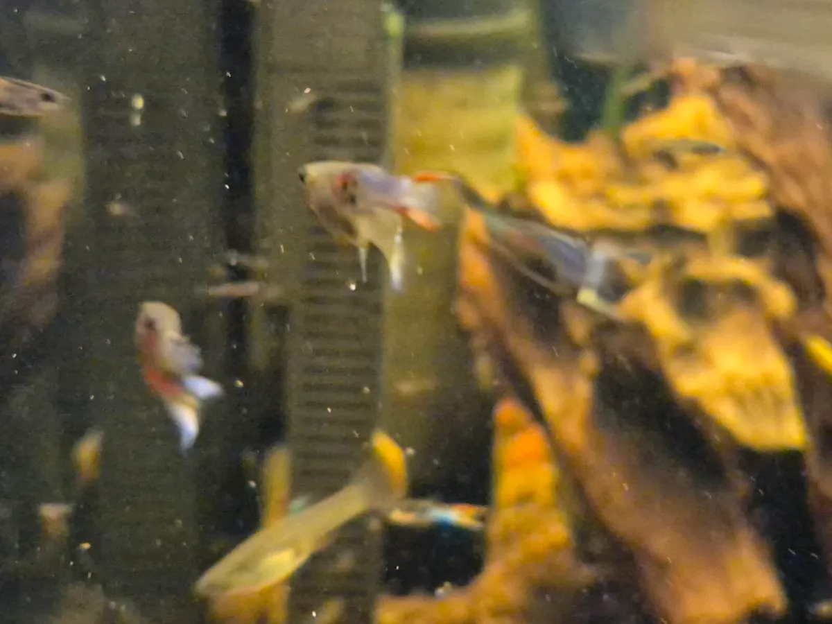 Endler Guppies - Image 2