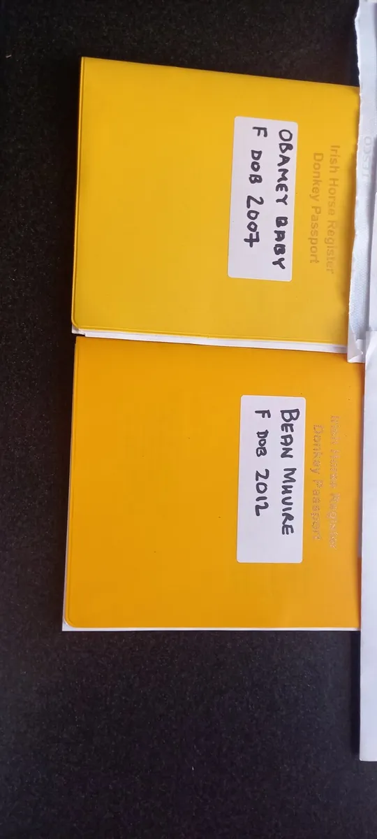 2 female donkeys - Image 2