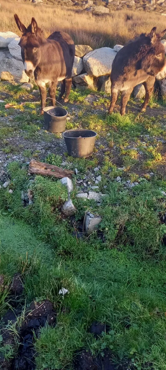 2 female donkeys - Image 4