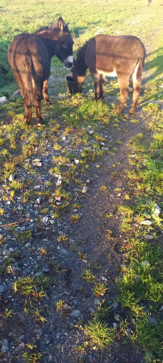 2 female donkeys - Image 3