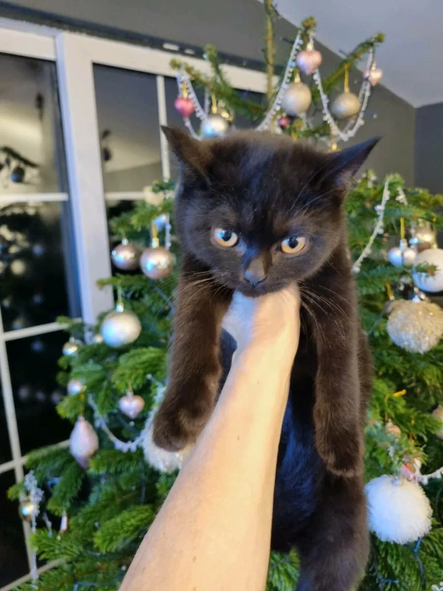 British Shorthair x Burmilla - Image 2