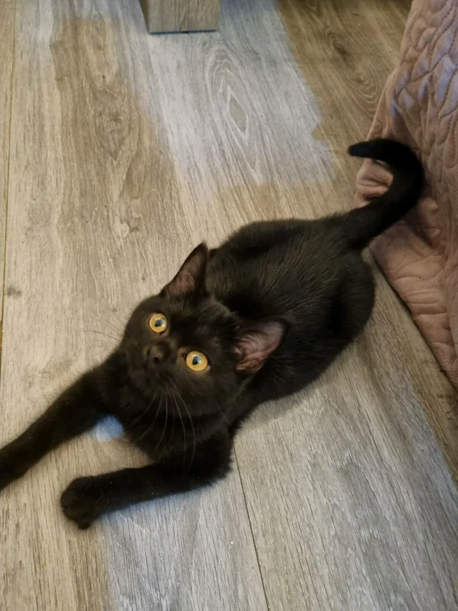 British Shorthair x Burmilla - Image 3