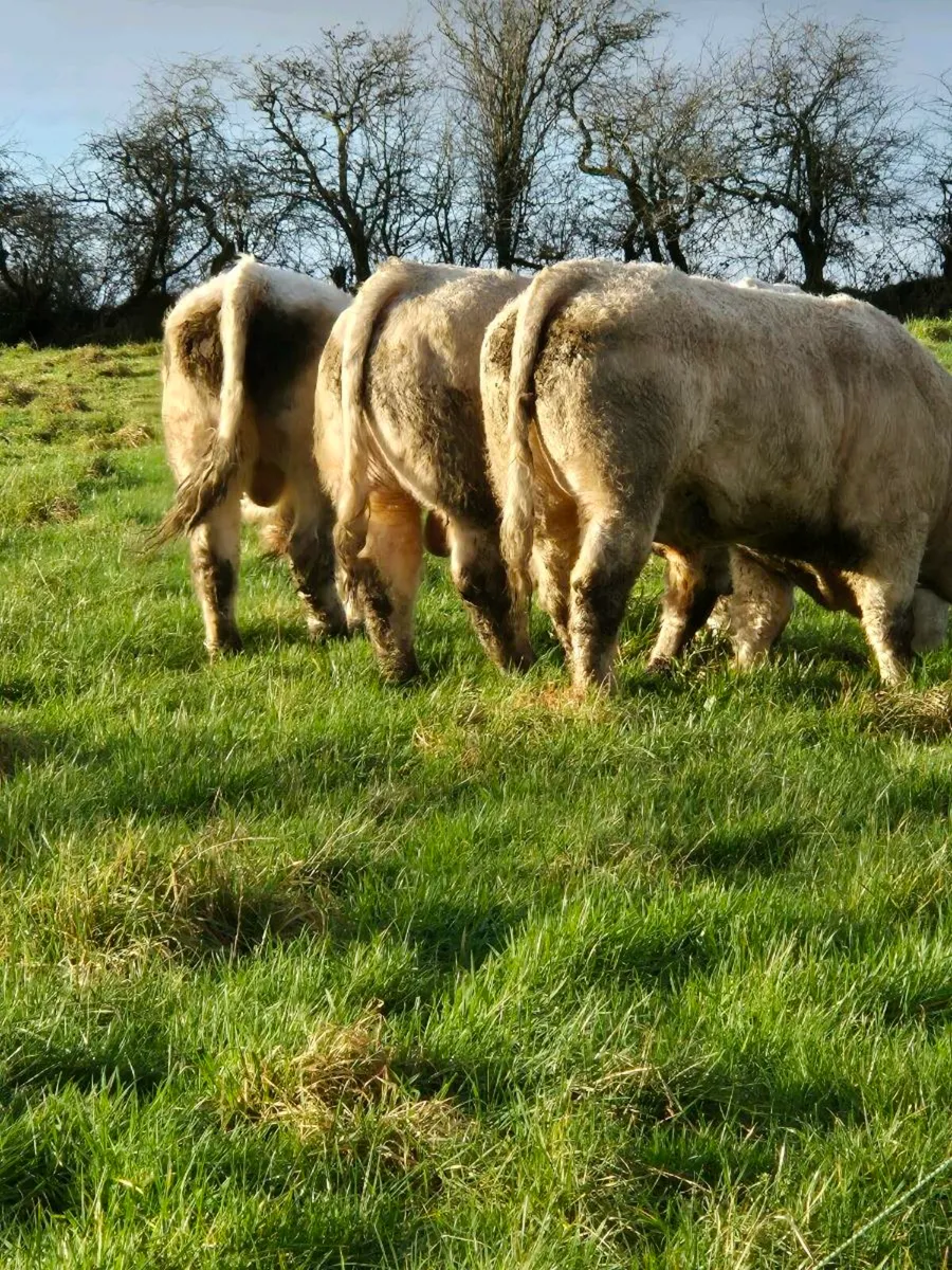 Pedigree registered charolais Bulls & Heifers - Image 3