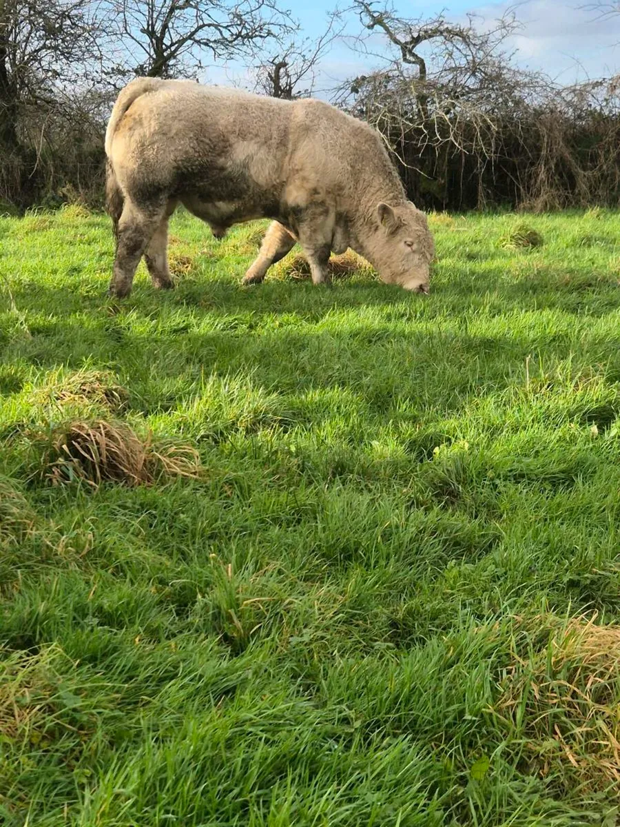 Pedigree registered charolais Bulls & Heifers - Image 4