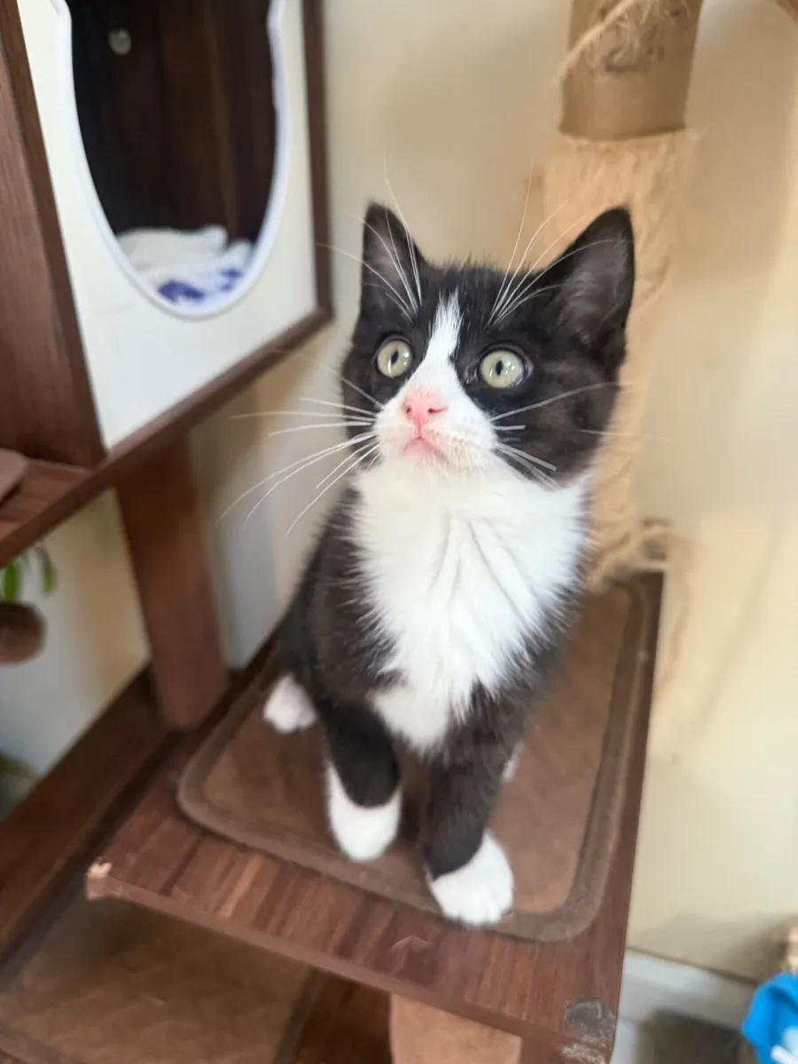 Hurry up. Only two kitten left . Price negotiable - Image 3