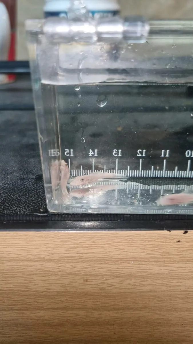 Snow White Bristlenose Plecos Tropical Fish - Image 4