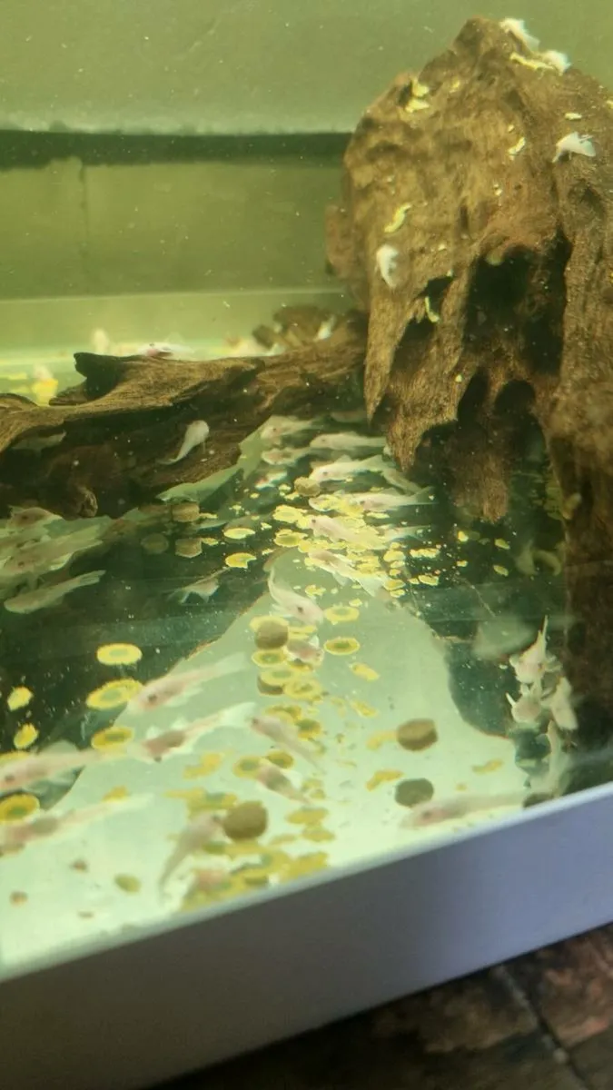 Snow White Bristlenose Plecos Tropical Fish - Image 2