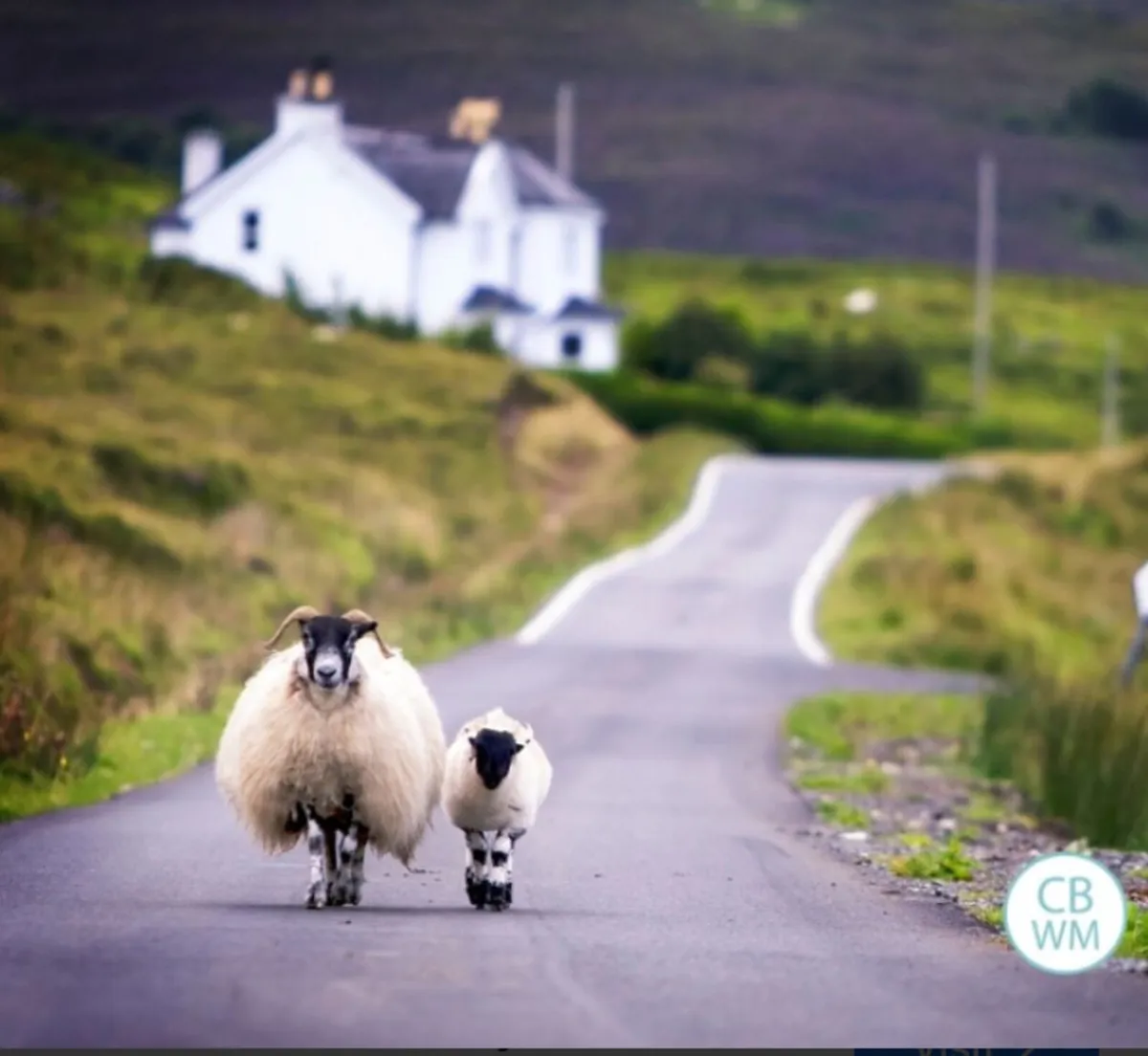 🐑 Store Lambs & In Lambs Ewes 🐑 - Image 2