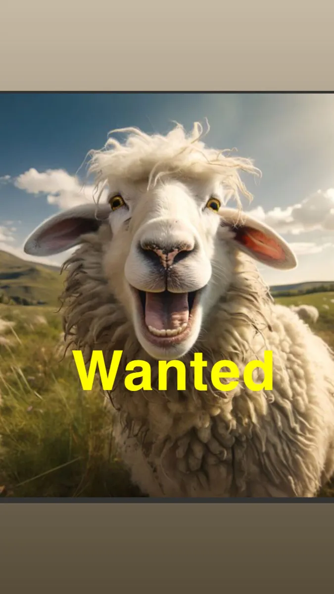 🐑 Store Lambs & In Lambs Ewes 🐑 - Image 1