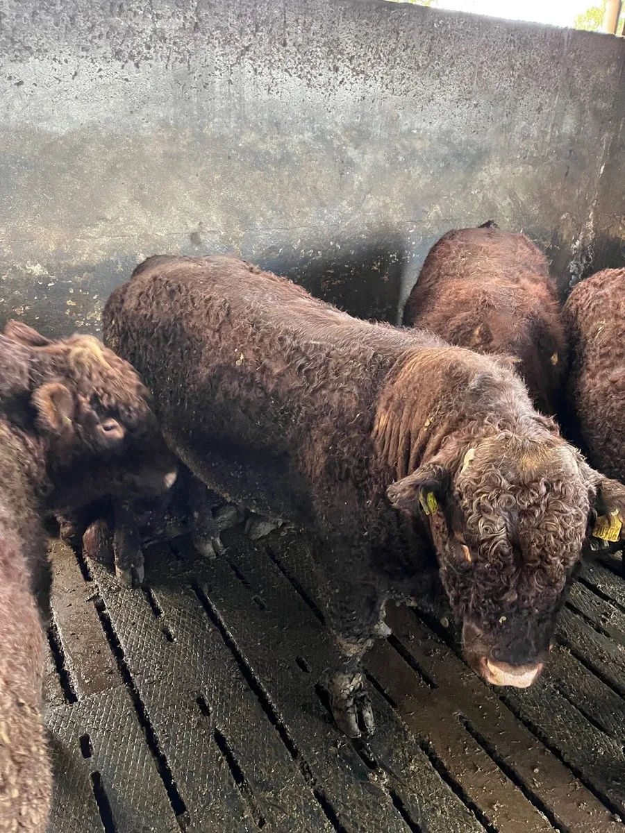 Selection of super quality PBR Salers bulls - Image 1