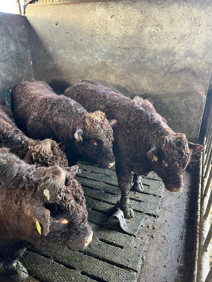 Selection of super quality PBR Salers bulls - Image 3