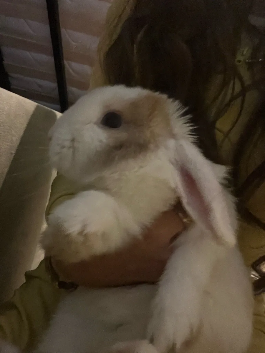 Rabbit - Image 3