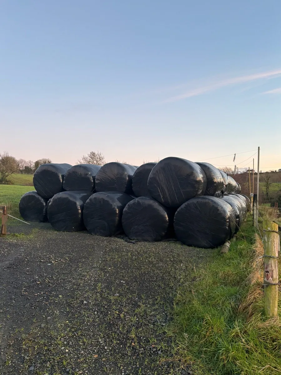 Silage bales first cut